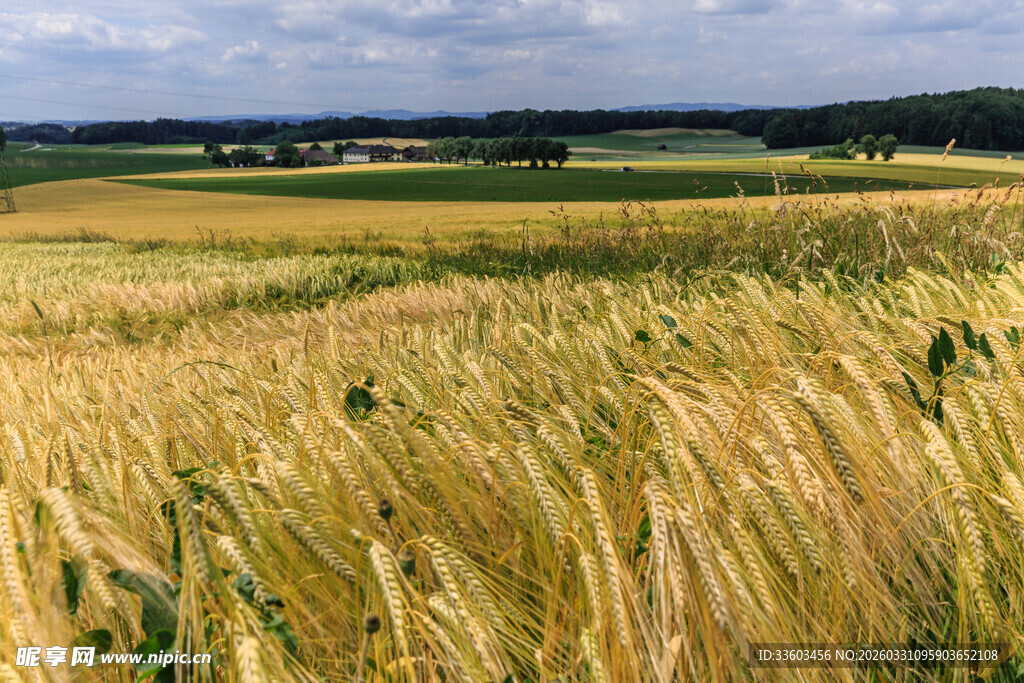 金黄麦田