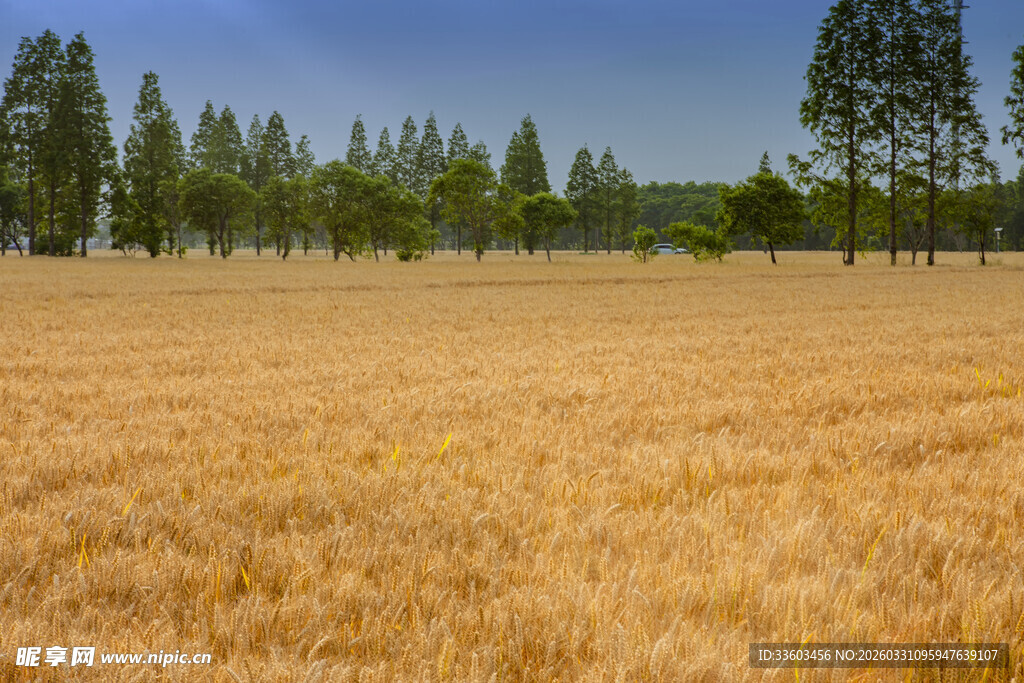 金黄麦田与远处树林美景