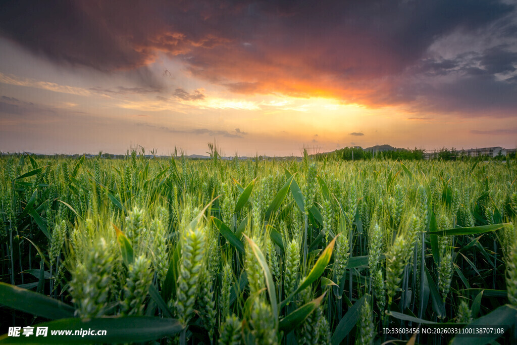 夕阳下的麦田美景