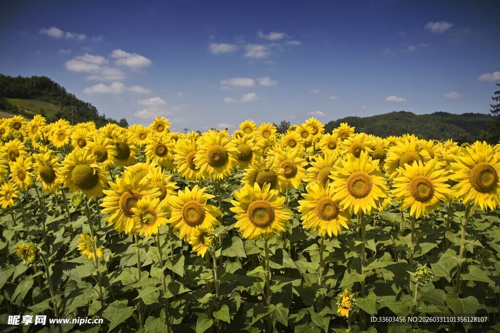 金黄向日葵花海景观
