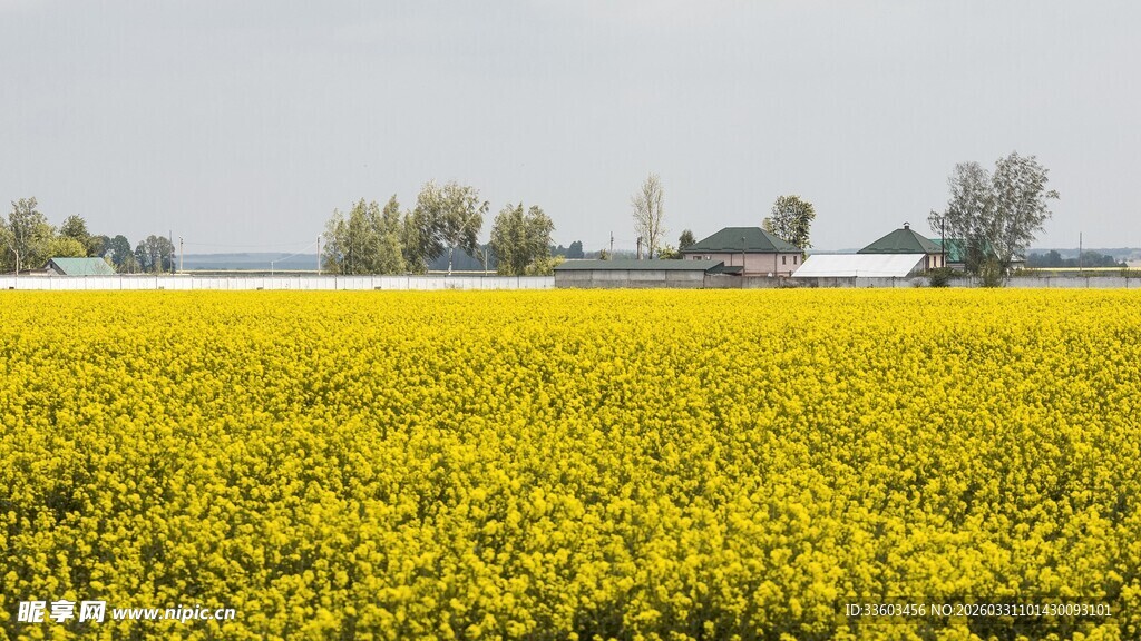 金黄油菜花田田园美景