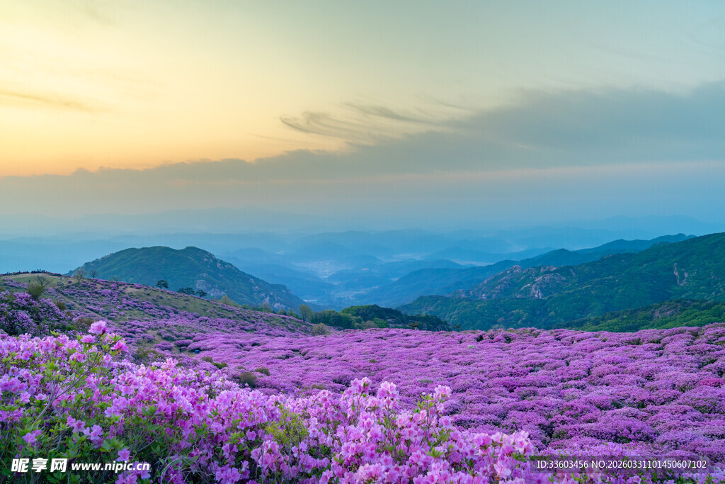 紫色花海映夕阳美景
