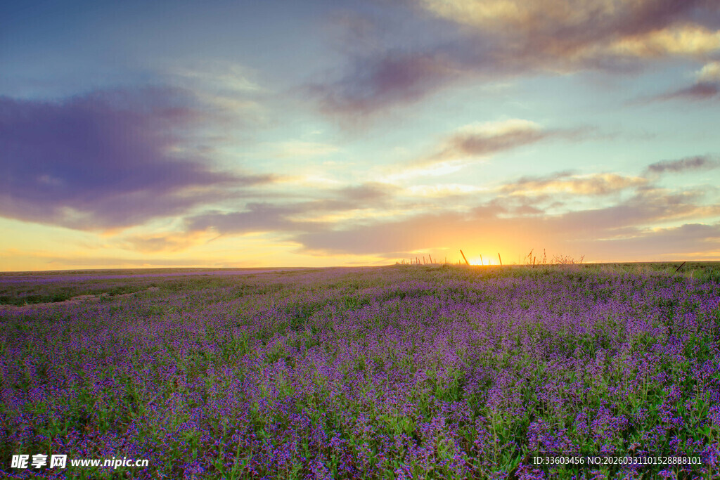夕阳下的紫色花海美景