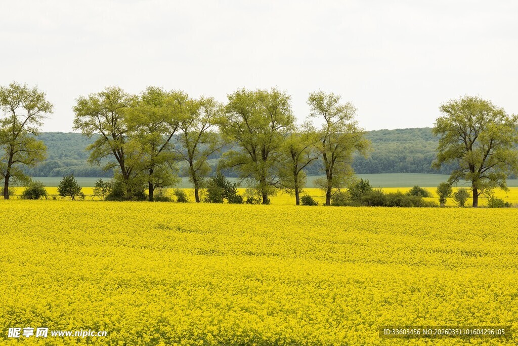 金黄油菜田与远处树木