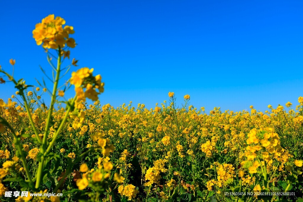 金黄油菜花田蓝天美景