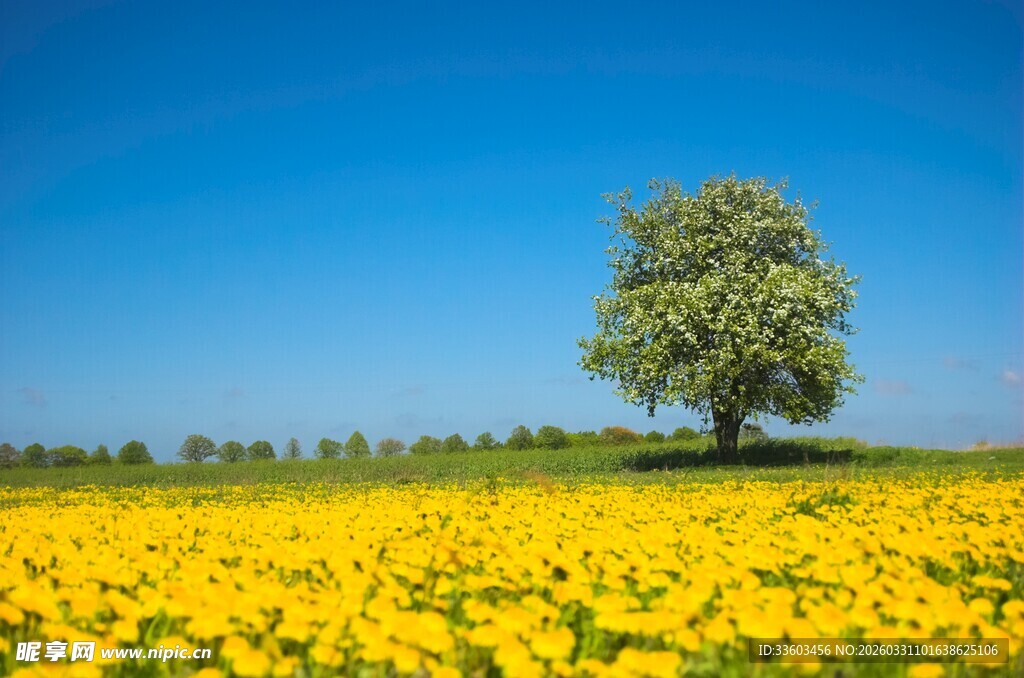 金黄花田中的孤独大树