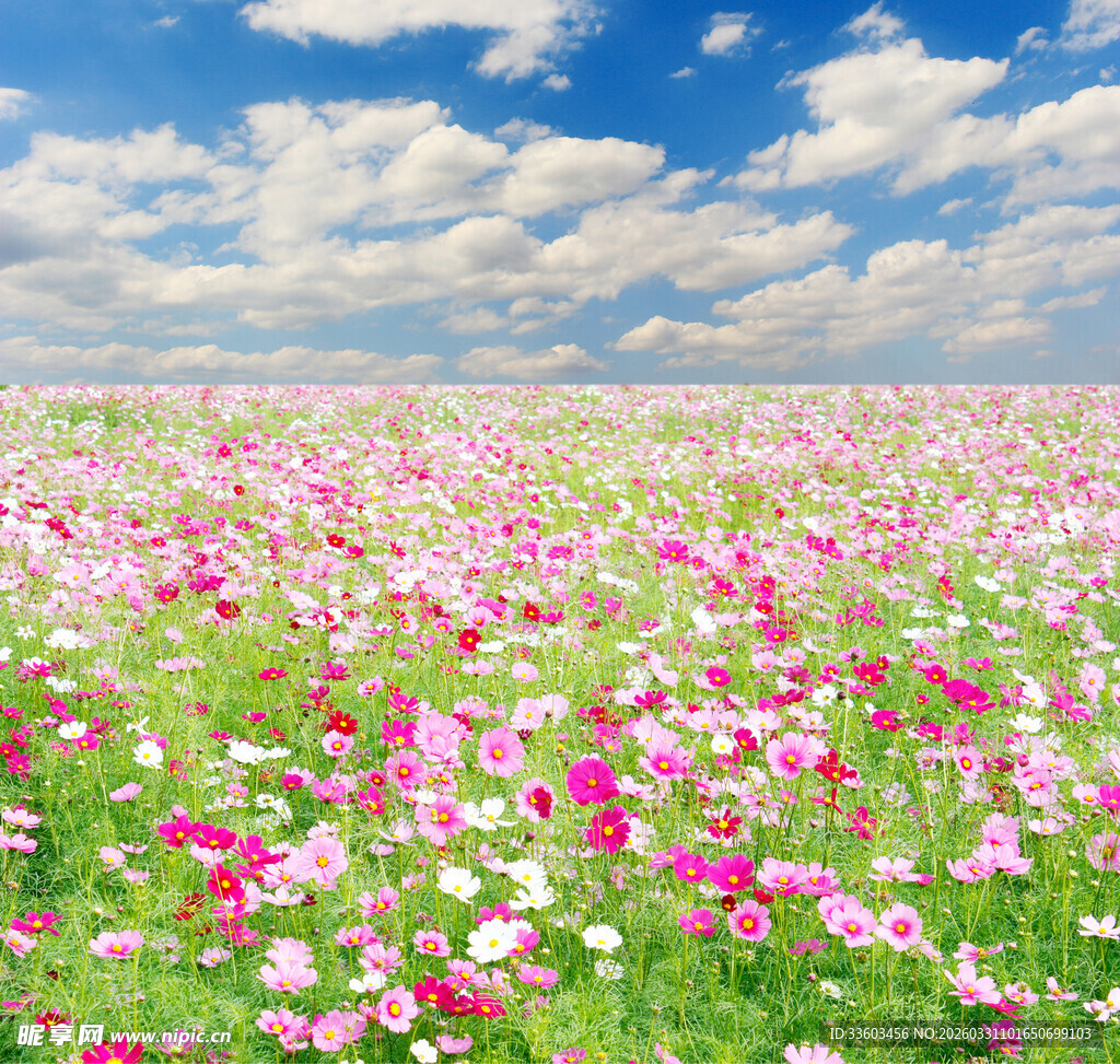 绚烂花海