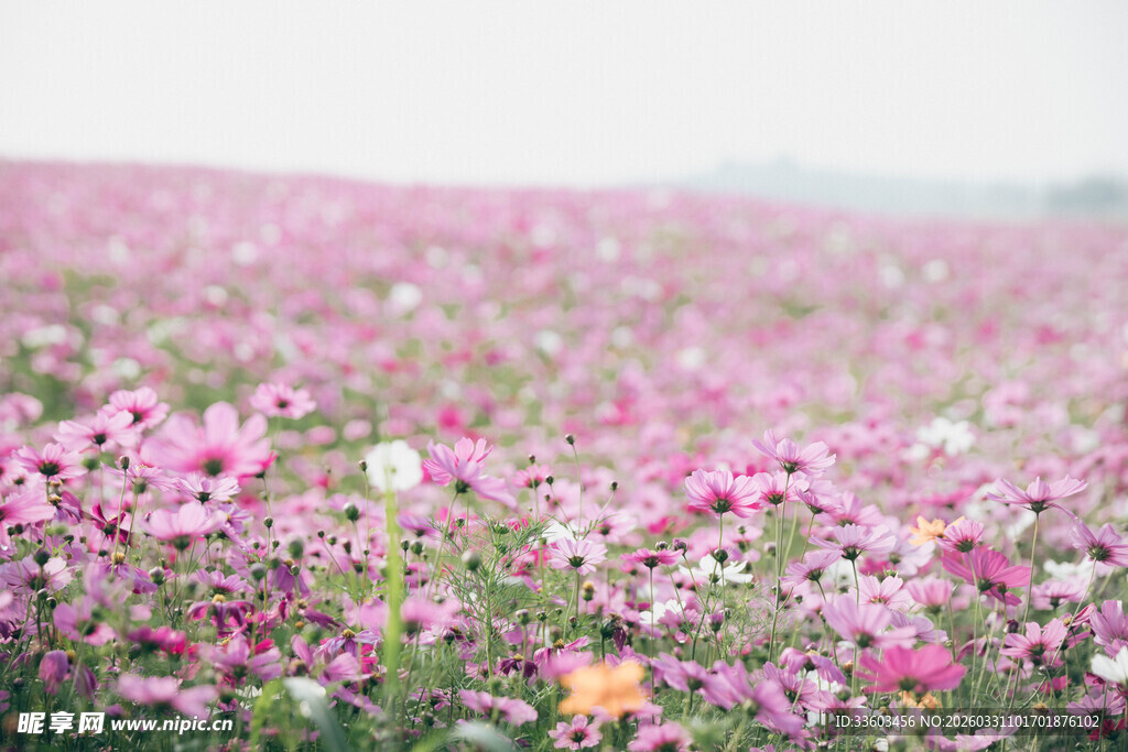 粉色花海中的美丽绽放