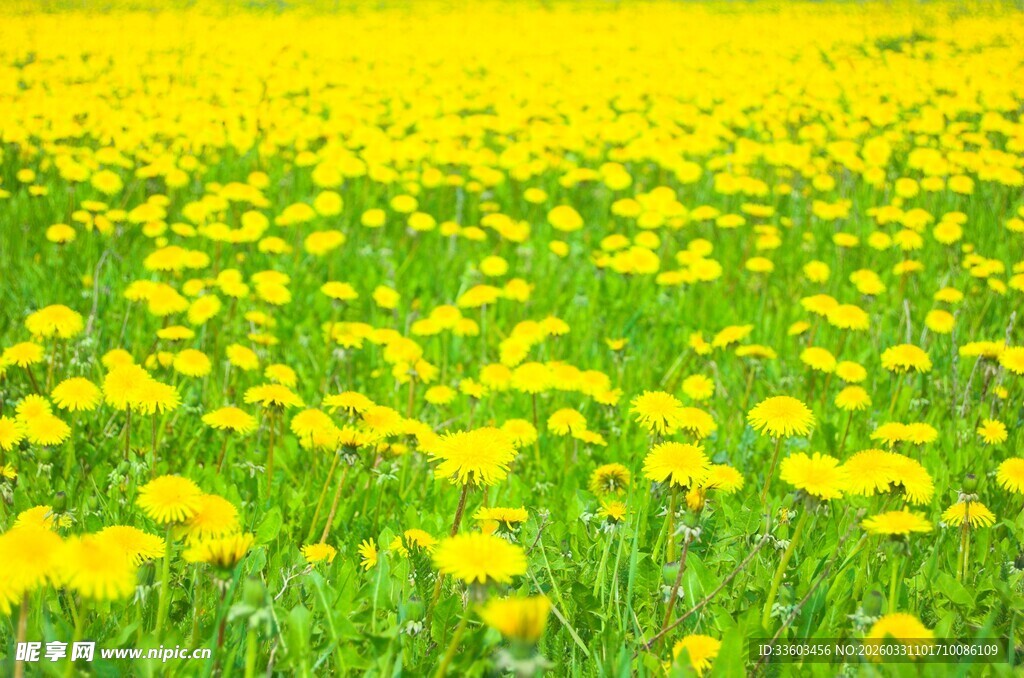 金黄蒲公英花海美景