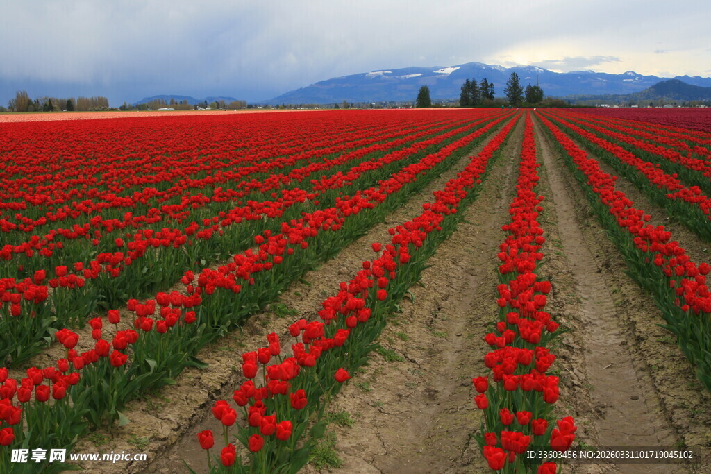 红色郁金香花田美景