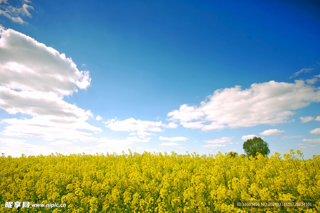 金黄花海中的孤独小树