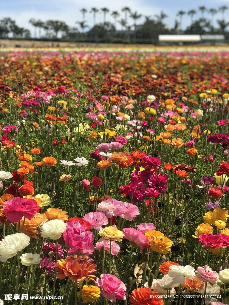 多彩花田绽放绚烂美景