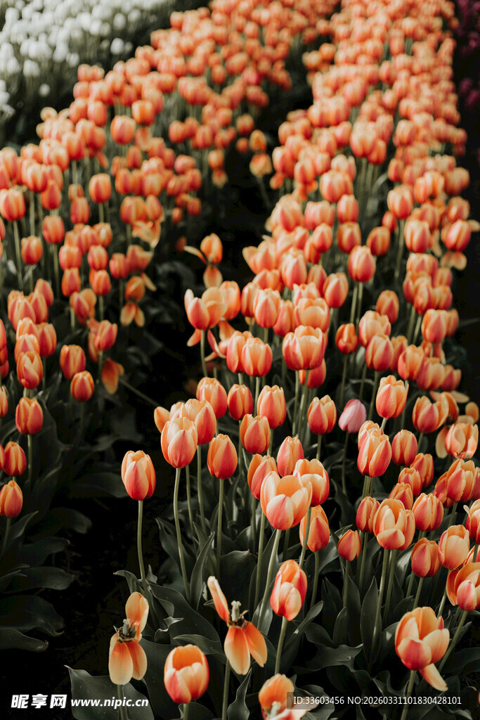 橙色郁金香花海美景