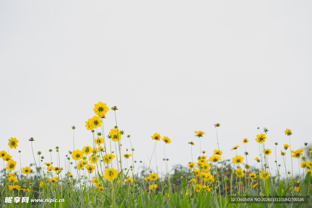 田野中的灿烂黄色小花