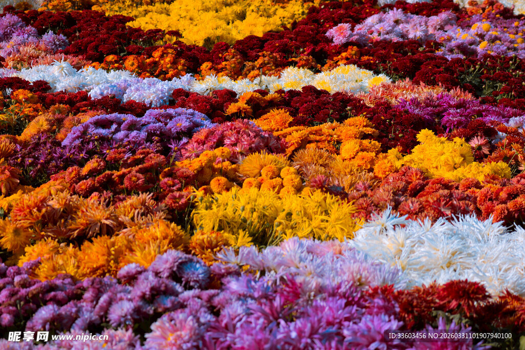 多彩菊花绽放景观