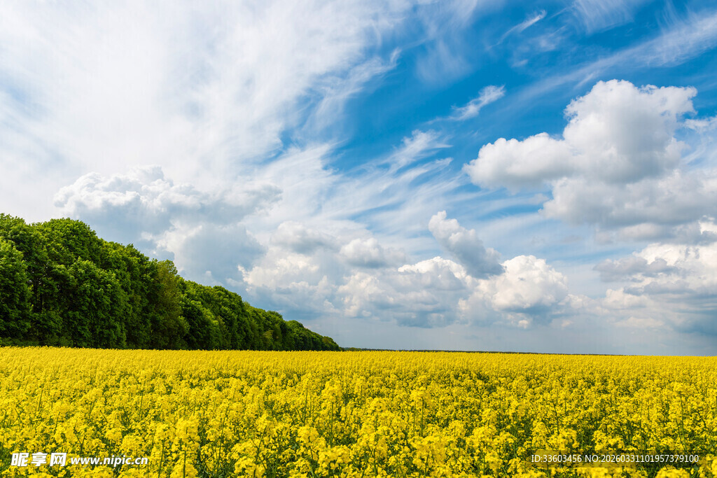 金黄油菜花田与蓝天白云