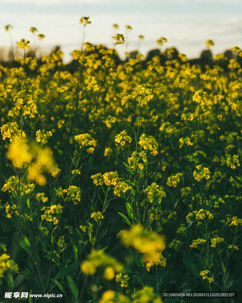 金黄油菜花田的美丽景致