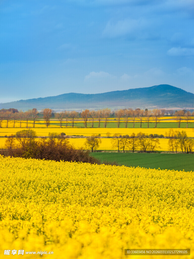 金黄油菜田与远山美景