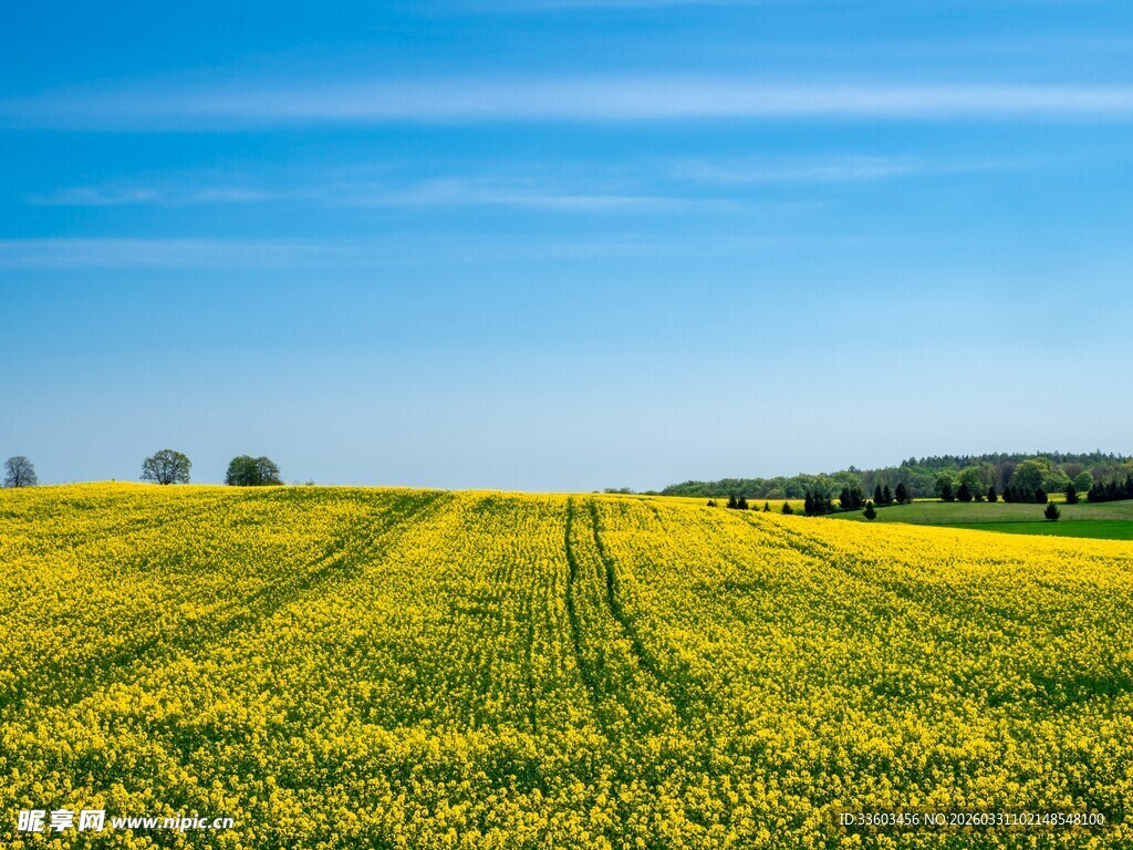 金黄油菜花田的美丽风光