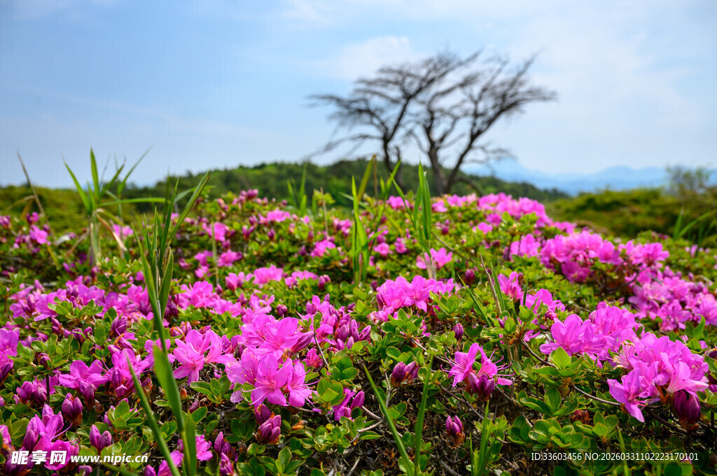 漫山粉艳花丛中的孤树
