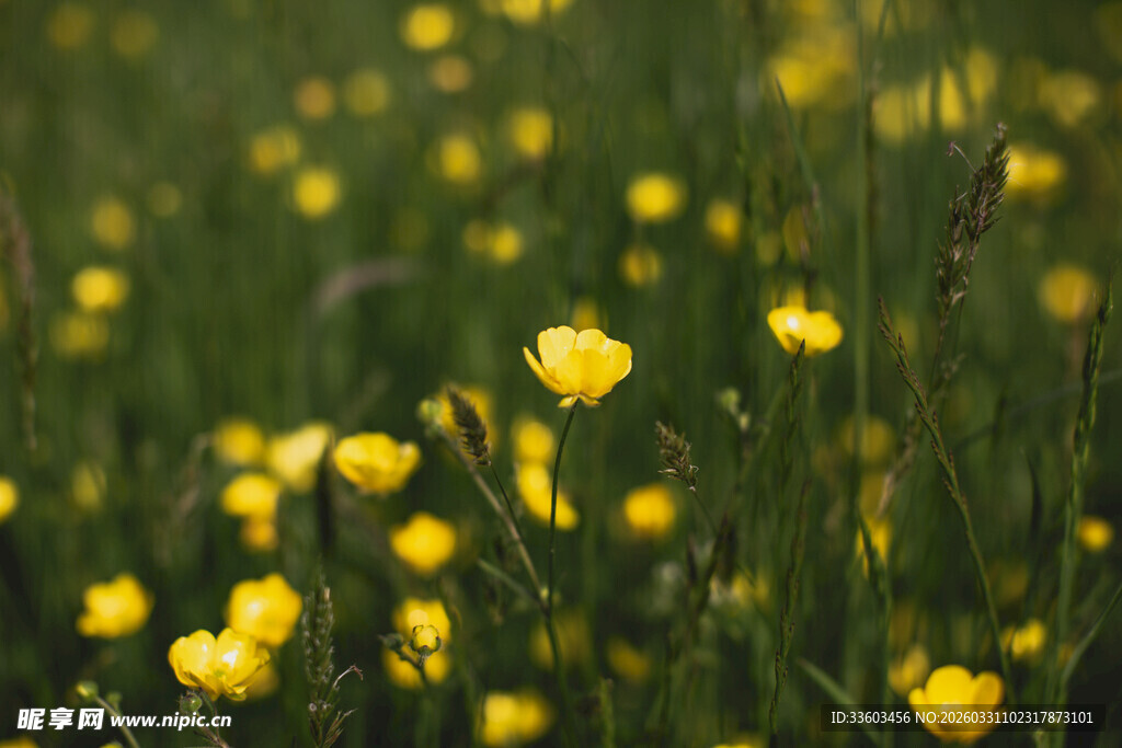 春日黄花烂漫的草地