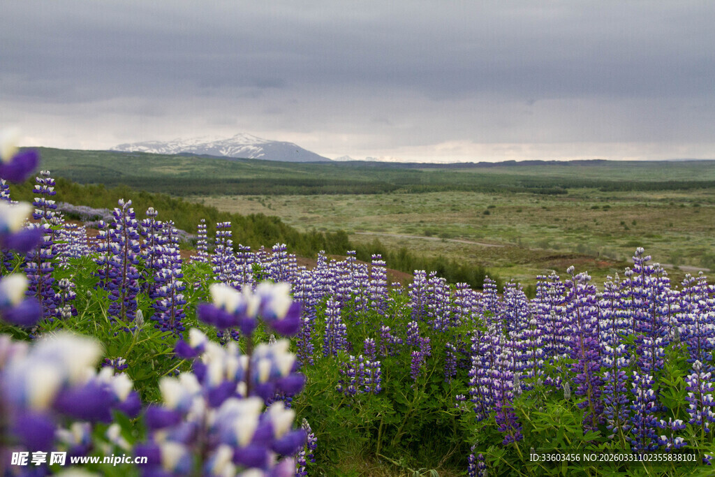 紫色鲁冰花盛开的原野