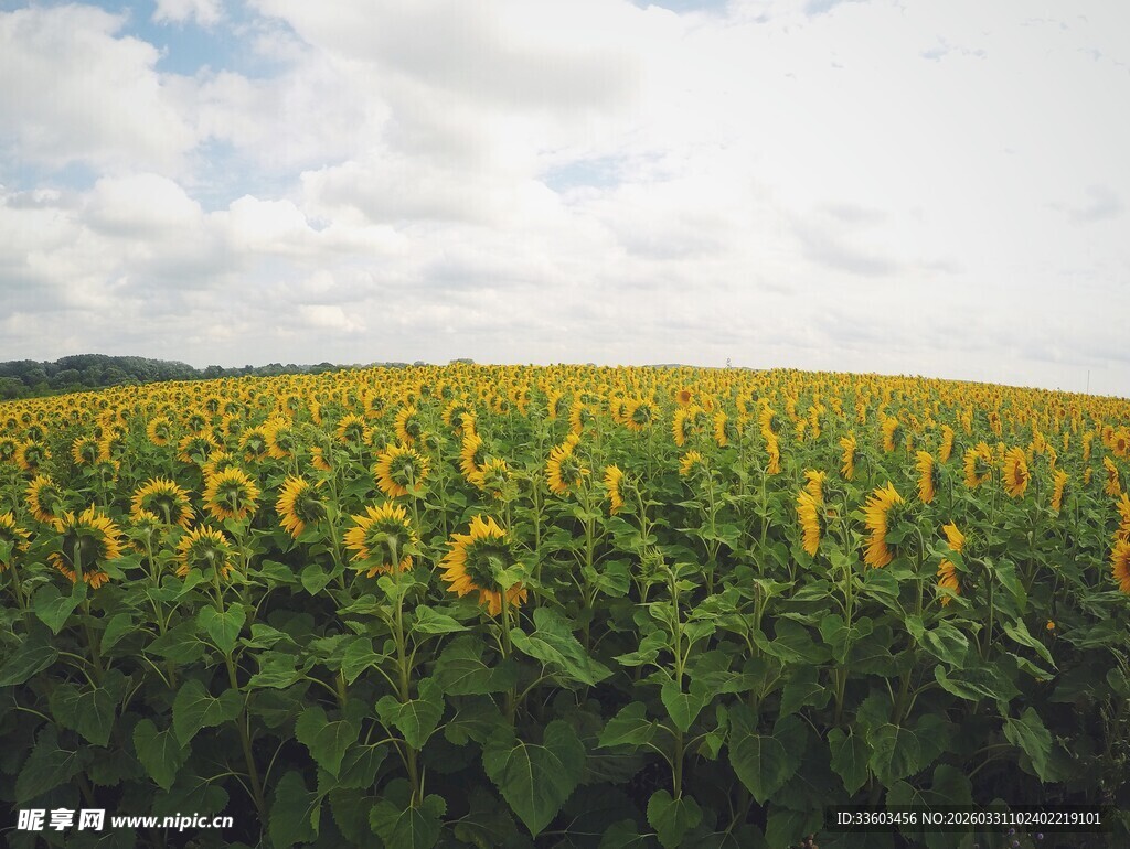 向日葵花海