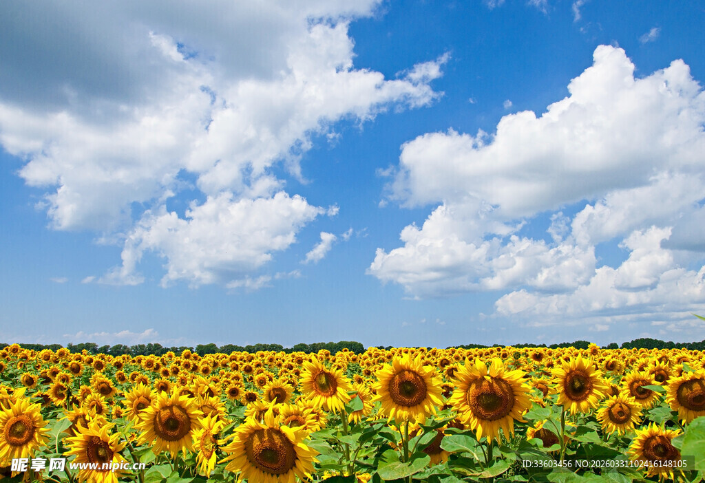 向日葵花海