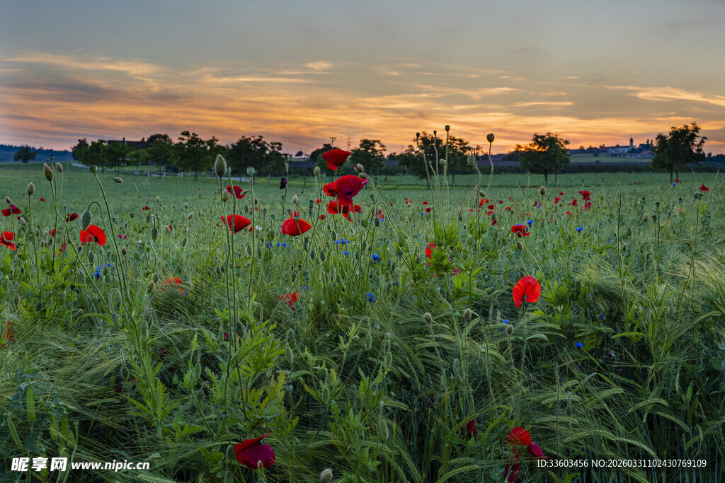 夕阳下的红色花海