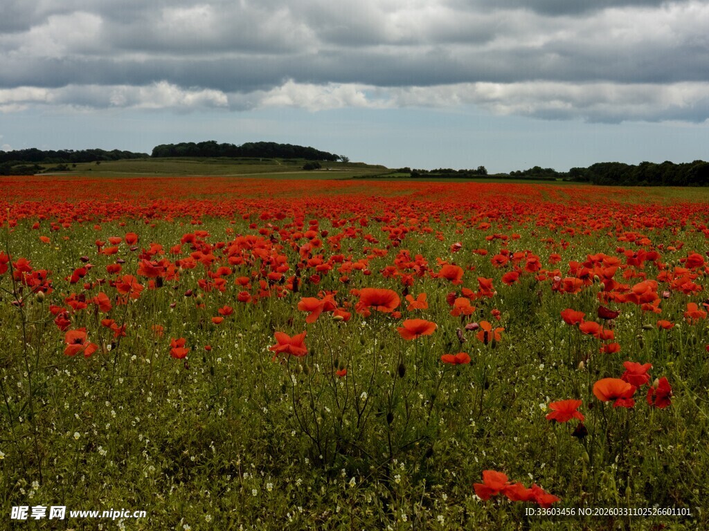 红色虞美人花海的美丽景致