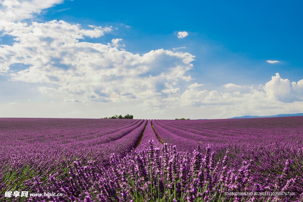 紫色薰衣草花海美景