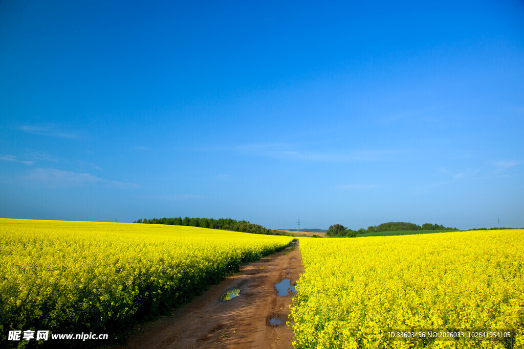 金黄油菜田间的乡间小路