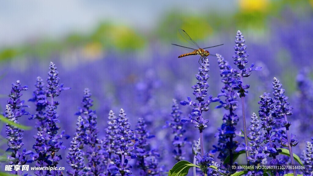 紫色薰衣草丛中的蜻蜓