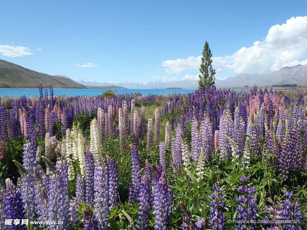 湖畔绚烂羽扇豆花田