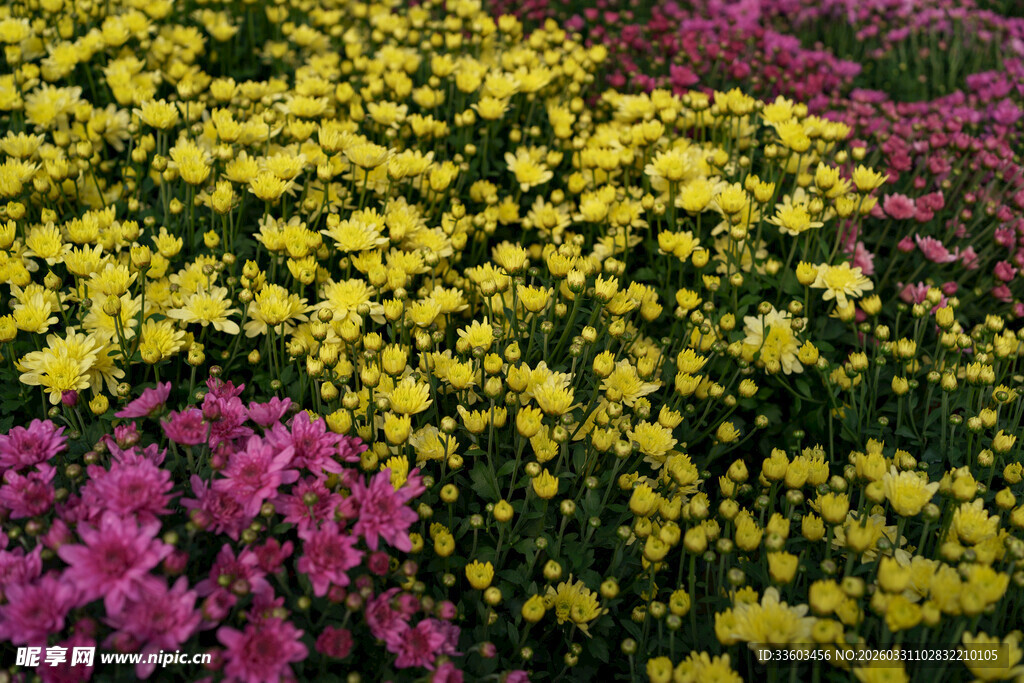 多彩花卉绽放美景