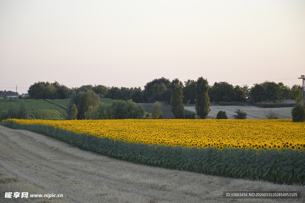 田野中的向日葵花田
