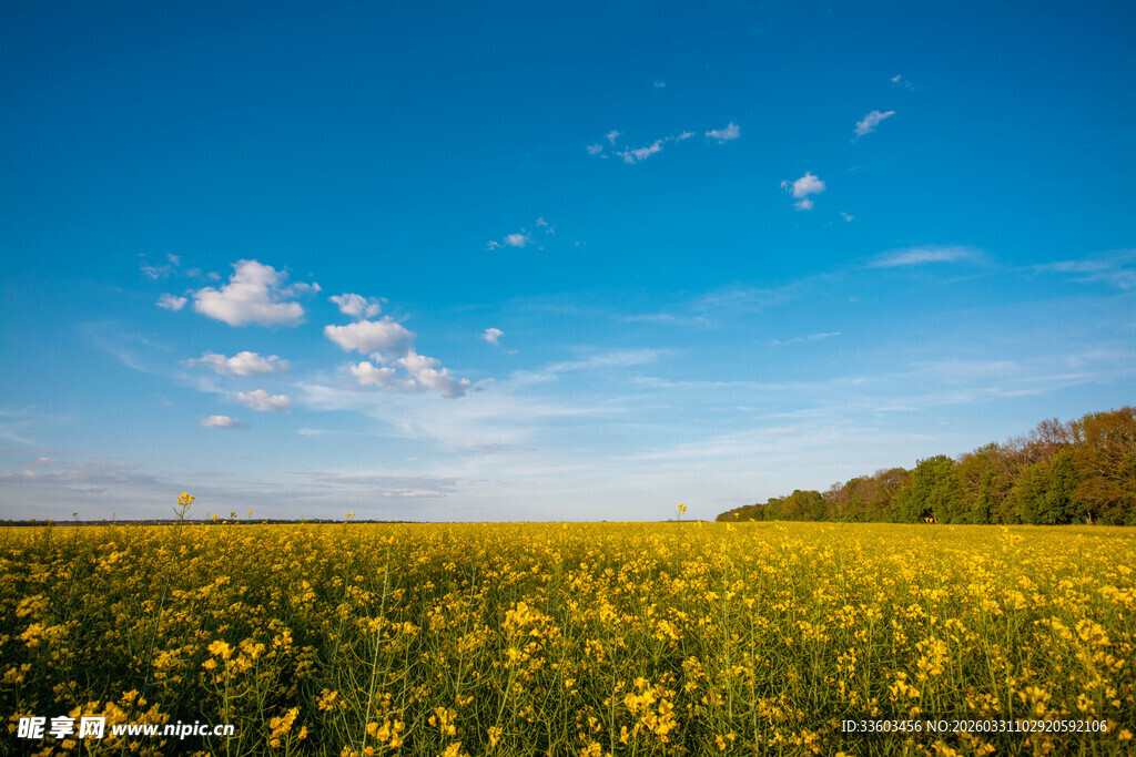 金黄油菜田与蓝天美景