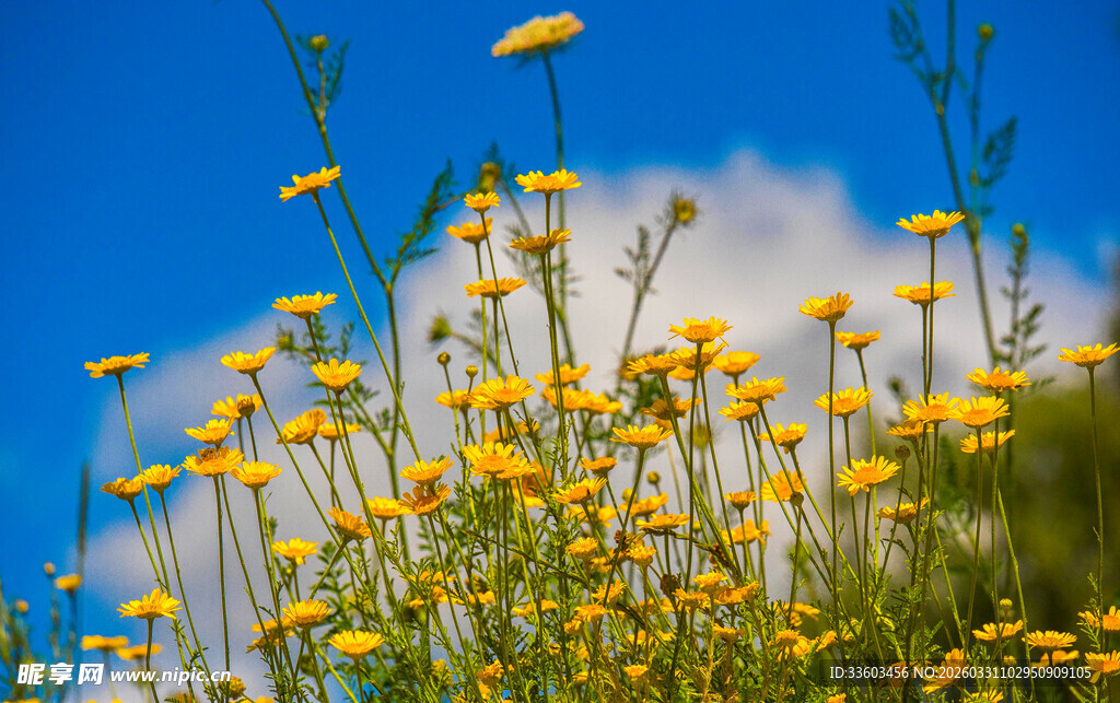 蓝天黄花