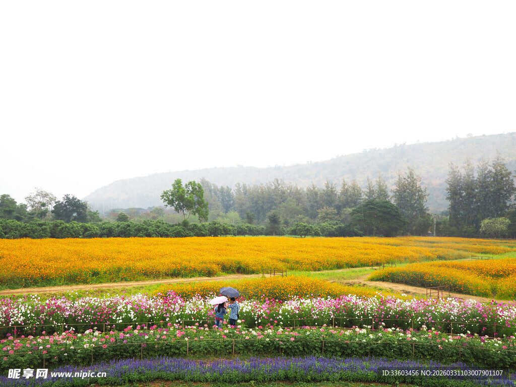 多彩花田中的劳作景象