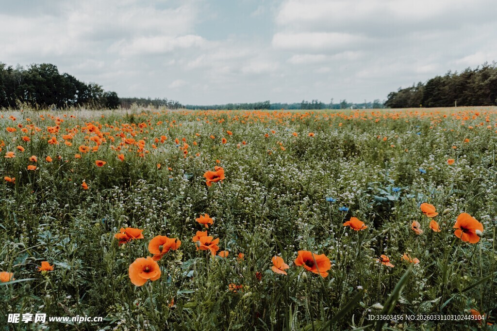 田野中盛开的绚烂虞美人