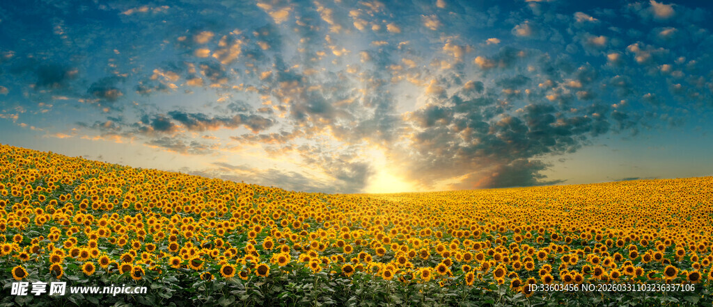 金色向日葵田的壮丽日落