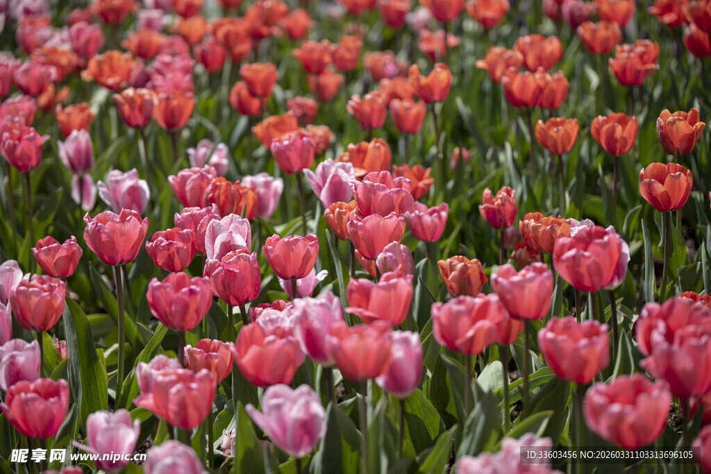 绚烂多彩的郁金香花海