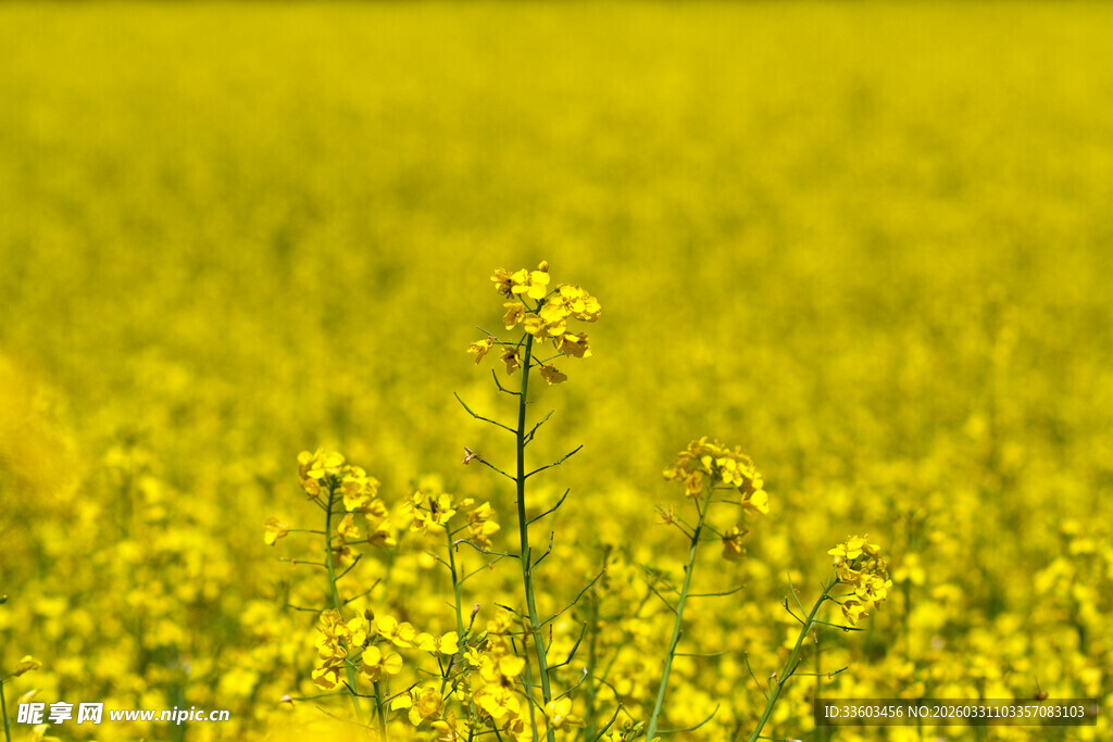 金黄油菜花海中的独株花