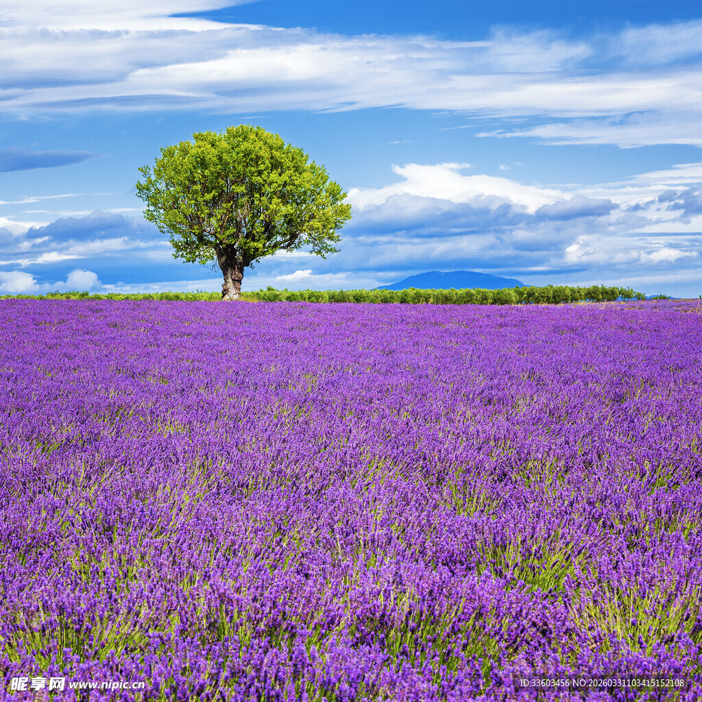 紫色薰衣草田中的孤独绿树