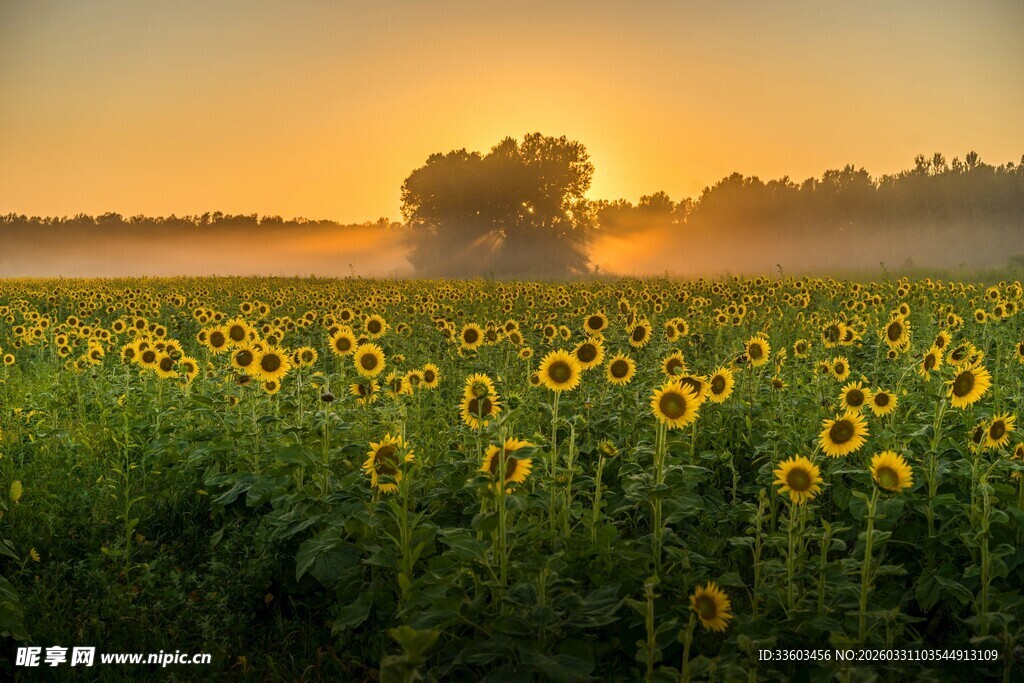 日出下的向日葵花海