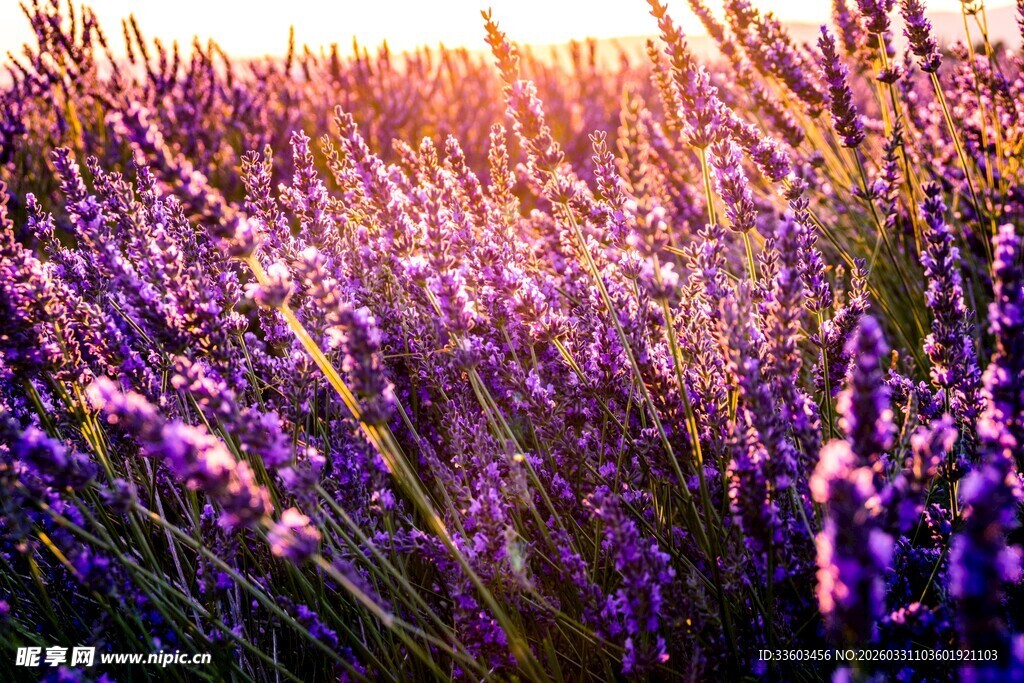 紫色薰衣草花海美景