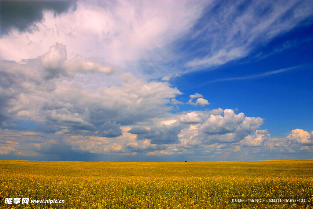 金黄田野上的蓝天白云