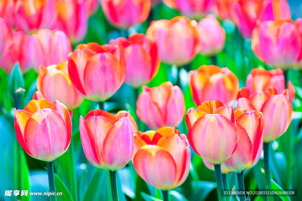 粉色郁金香花海