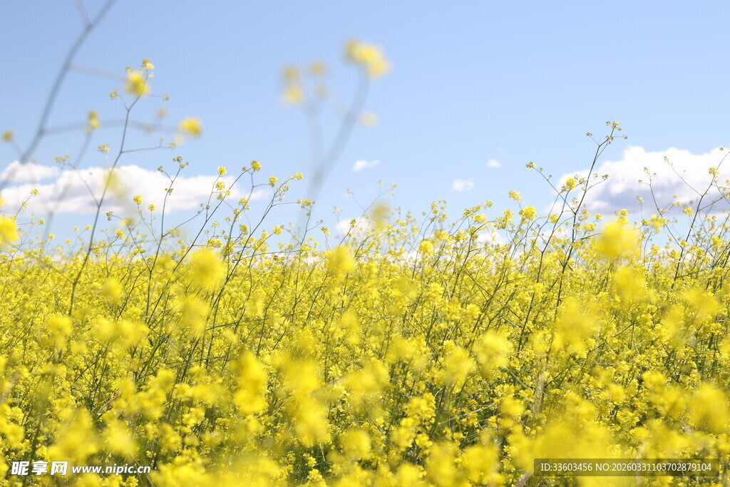 金黄油菜花田与蓝天白云