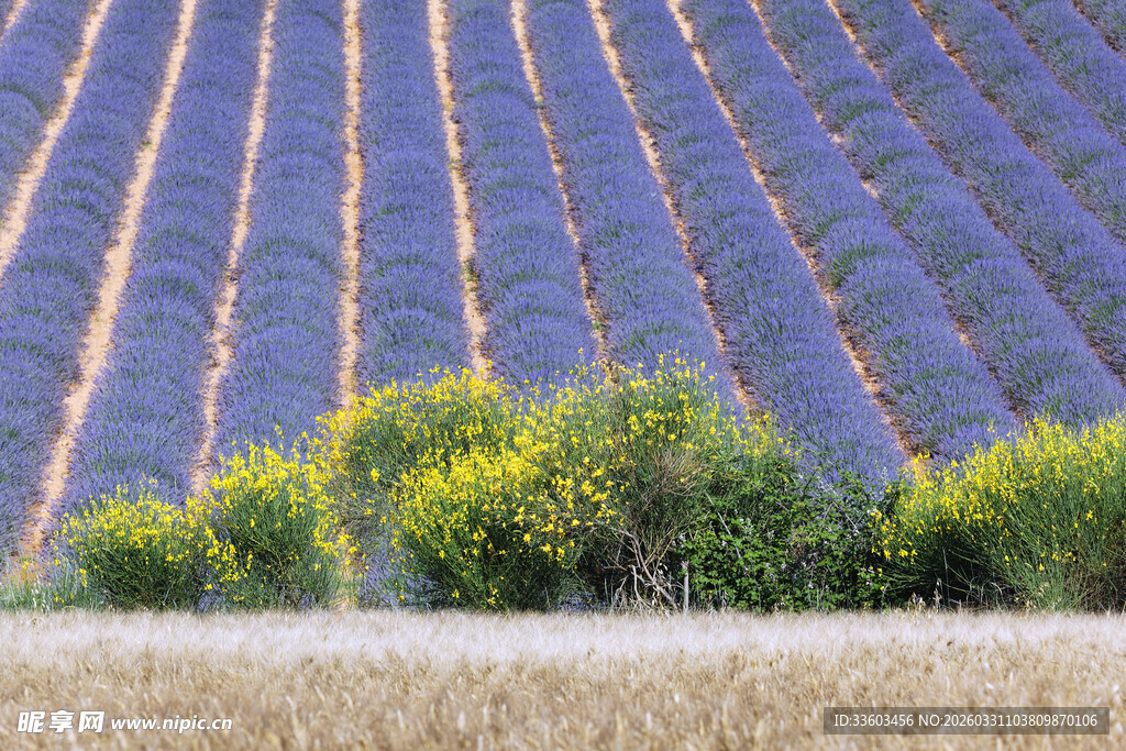 紫色薰衣草田中的绿植点缀